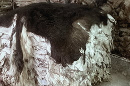 skóry surowe w magazynie 2